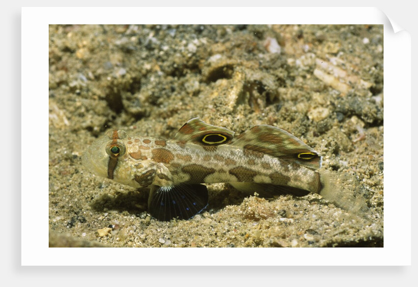 Signal Goby by Anonymous