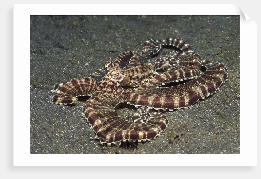 Mimic Octopus by Anonymous