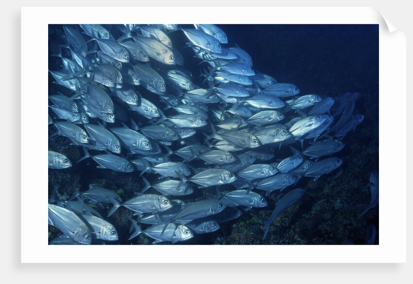 School of Bigeye Trevally by Anonymous