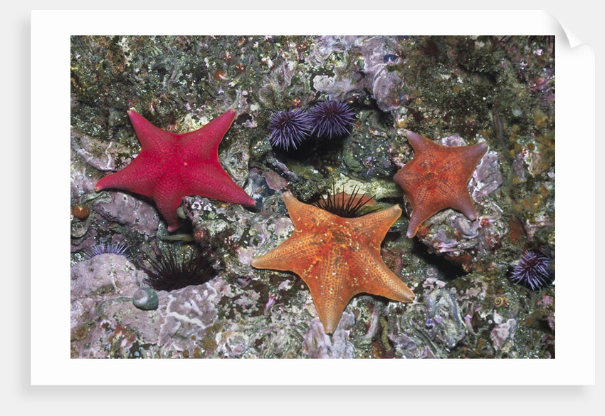Bat Stars with Purple Sea Urchins by Anonymous