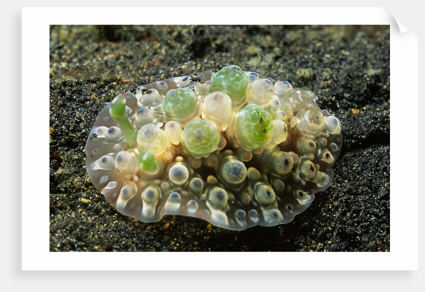 Bumpy Dendrodoris by Anonymous