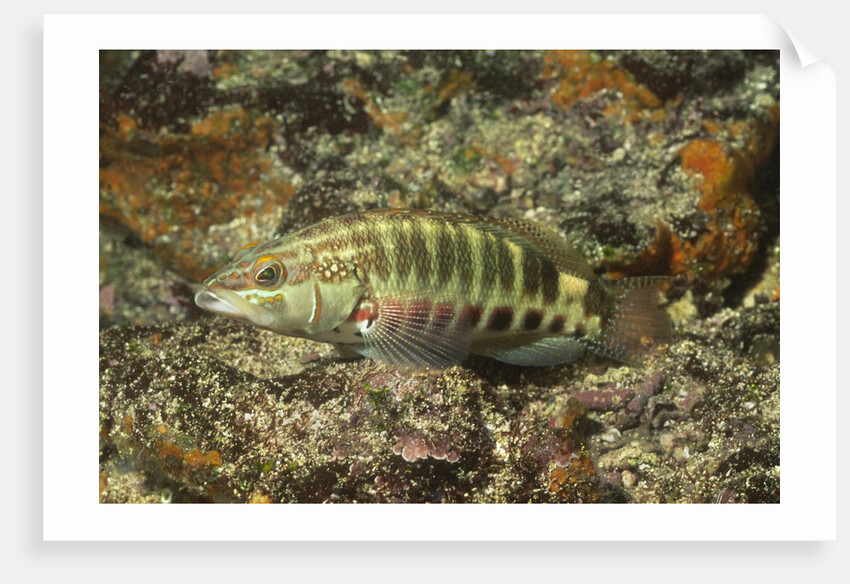 Barred Serrano by Anonymous