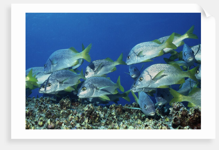 Yellowtail Grunt school by Anonymous