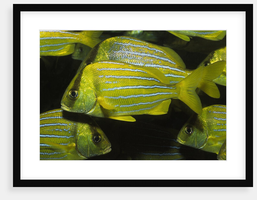 Panamic Porkfish by Anonymous