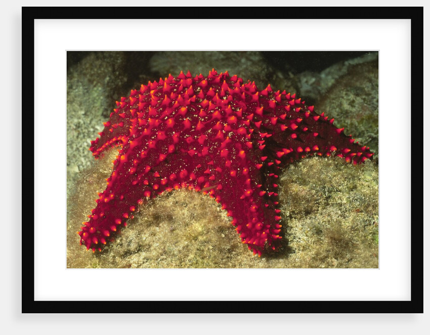 Panamic Cushion Star by Anonymous