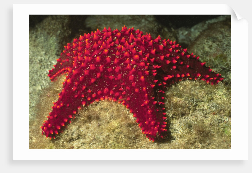 Panamic Cushion Star by Anonymous