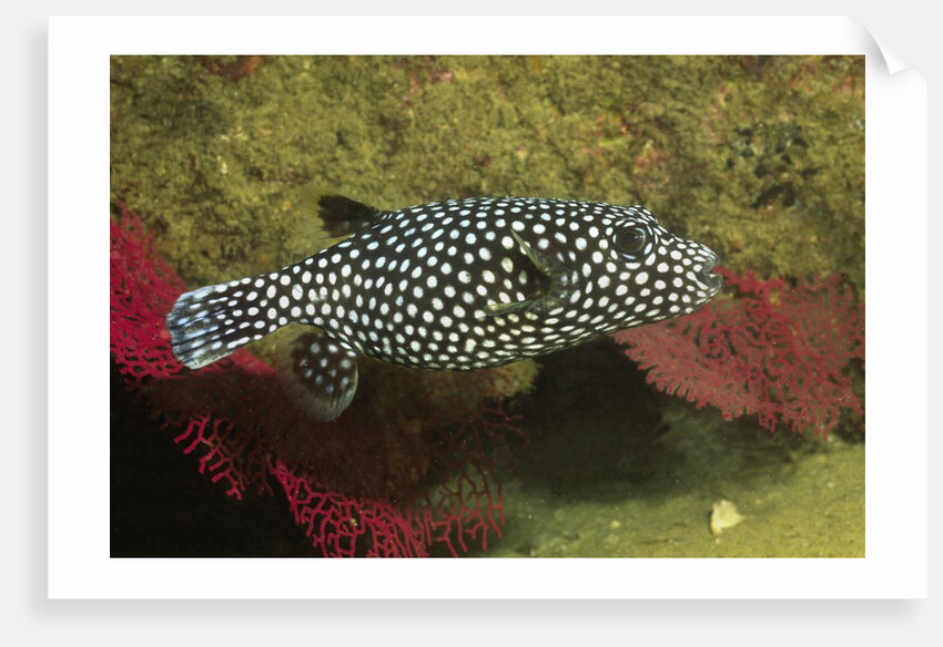 Guineafowl Puffer by Anonymous