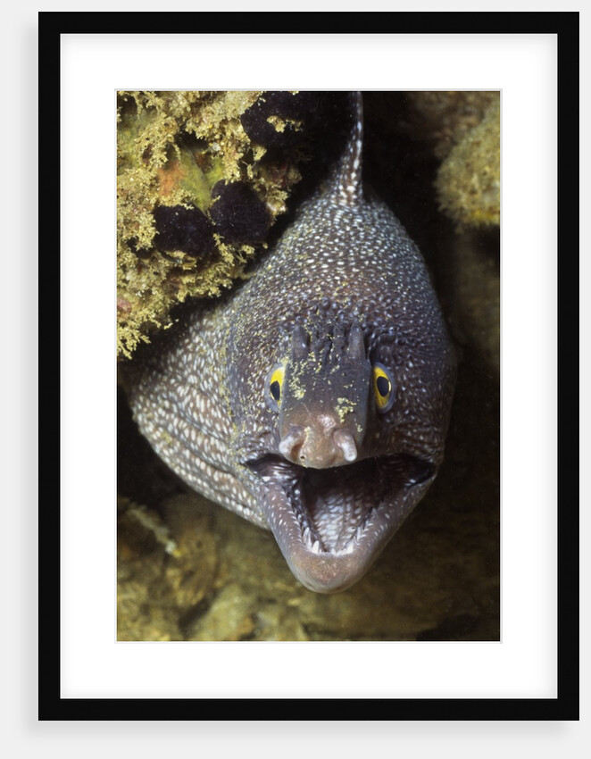 Yellow-Edged Moray Eel by Anonymous