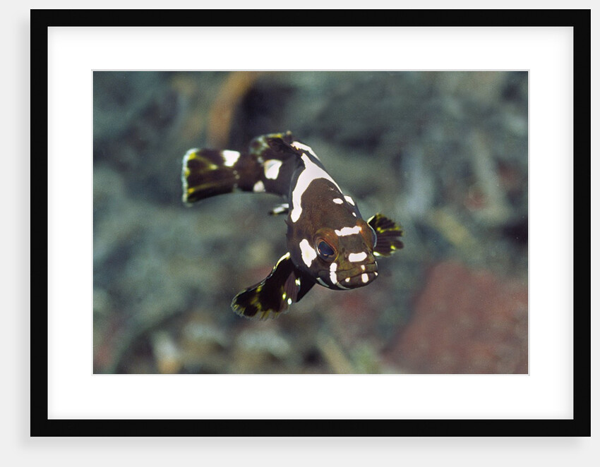Juvenile Oriental Sweetlips by Anonymous