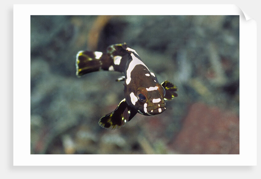 Juvenile Oriental Sweetlips by Anonymous