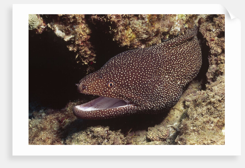 Whitemouth Moray Eel by Anonymous