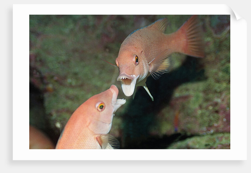 California Sheephead fighting by Anonymous