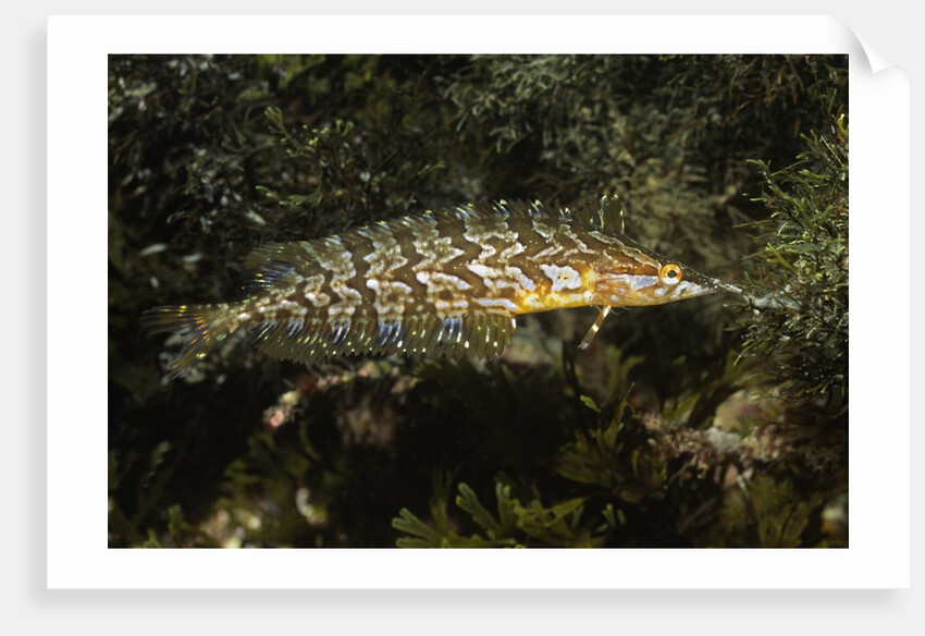 Giant Kelpfish by Anonymous