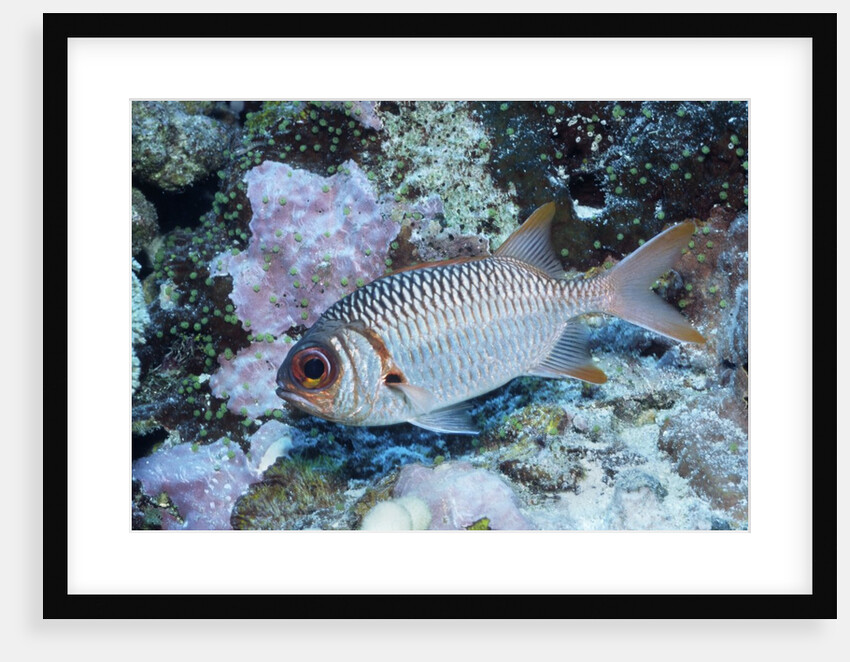 Splendid Squirrelfish by Anonymous