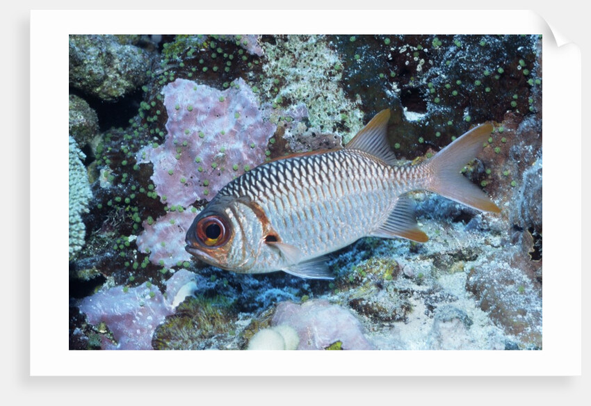 Splendid Squirrelfish by Anonymous