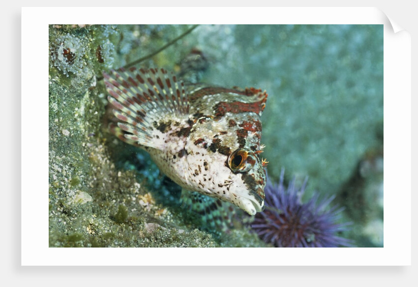 Painted Greenling closeup by Anonymous