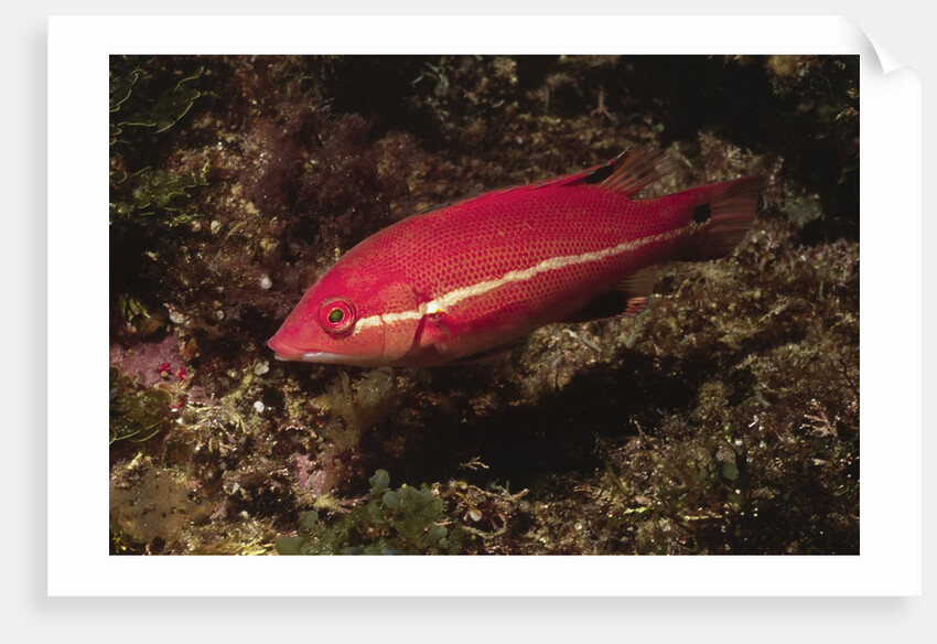 Juvenile California Sheephead by Anonymous