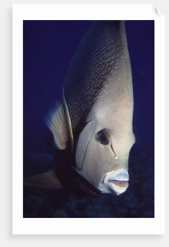 Gray Angelfish closeup by Anonymous