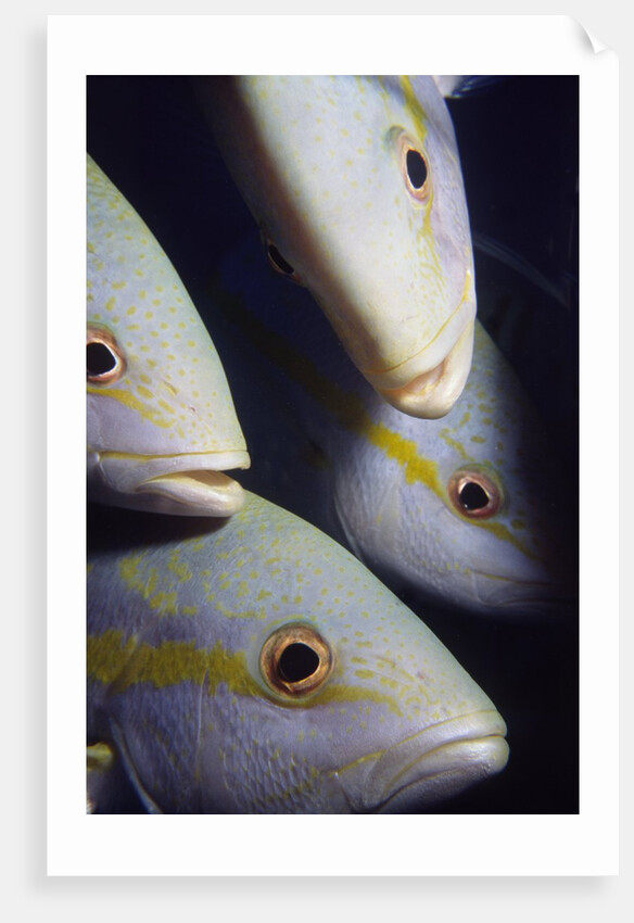 Closeup of Yellowtail Snappers by Anonymous