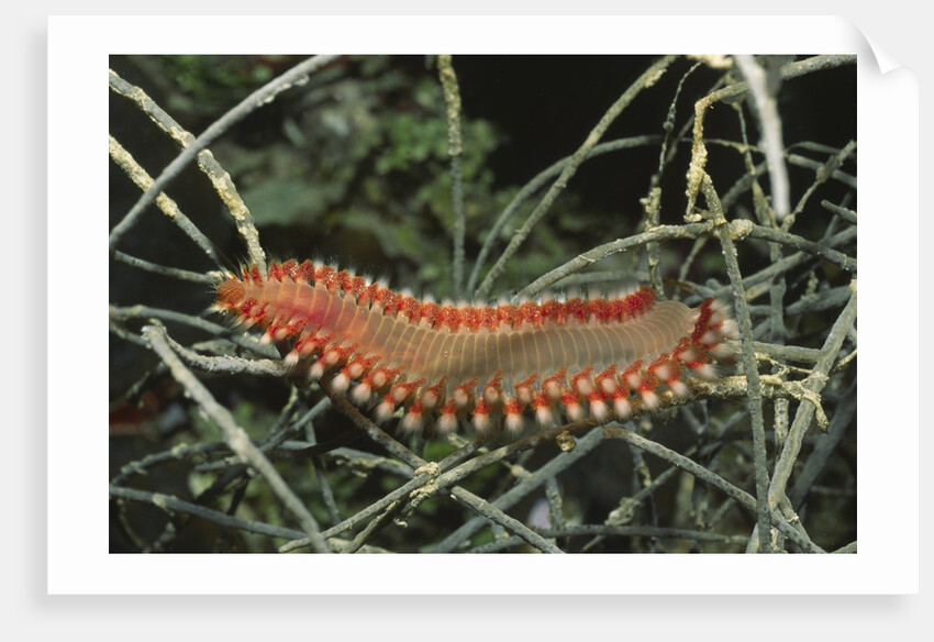 Fireworm by Anonymous