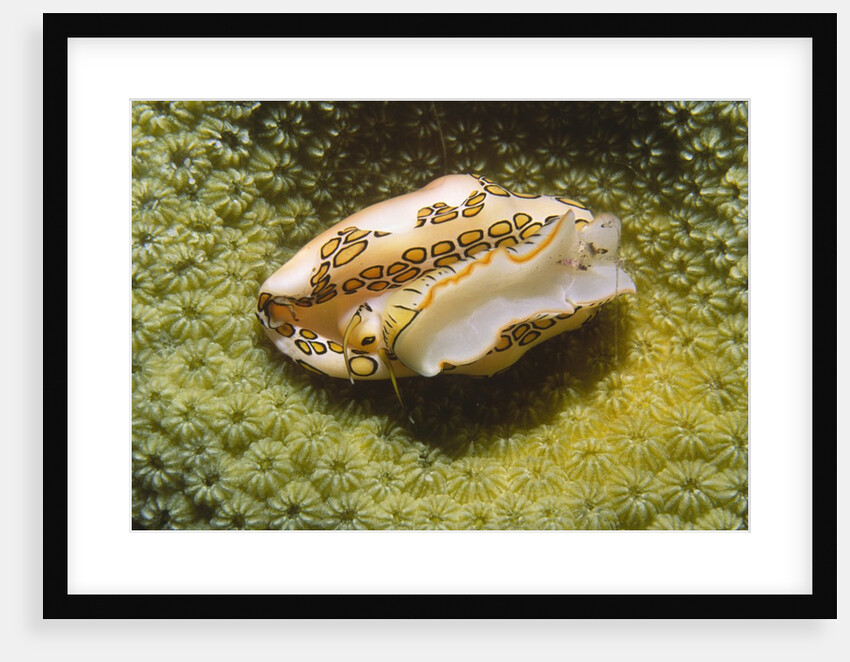 Flamingo Tongue Cowrie by Anonymous