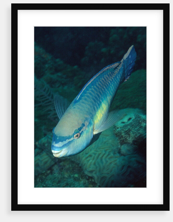 Princess Parrotfish by Anonymous