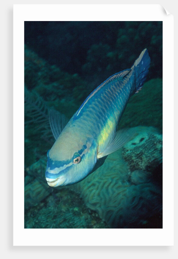 Princess Parrotfish by Anonymous