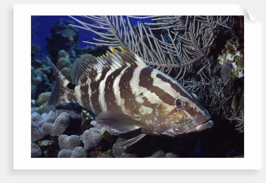 Nassau Grouper by Anonymous