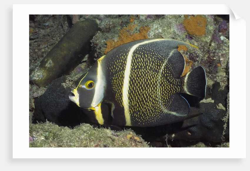Intermediate form French Angelfish by Anonymous