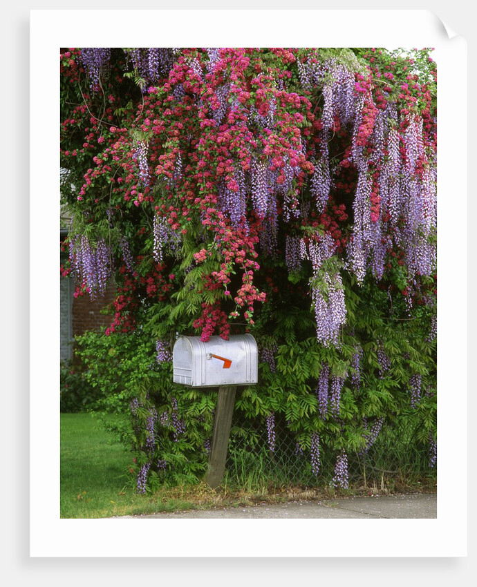 Wisteria blooms & Hawthorn tree blossoms by Anonymous