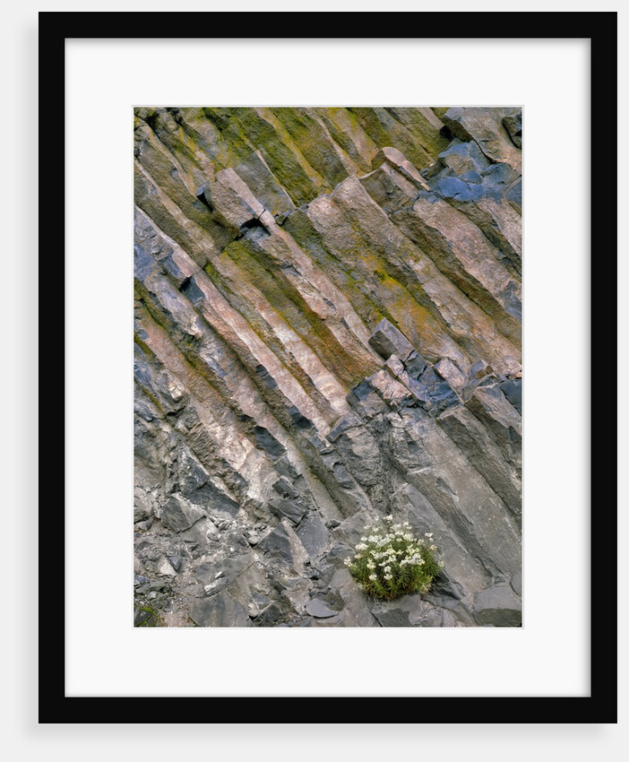 Flowers on basalt wall by Anonymous