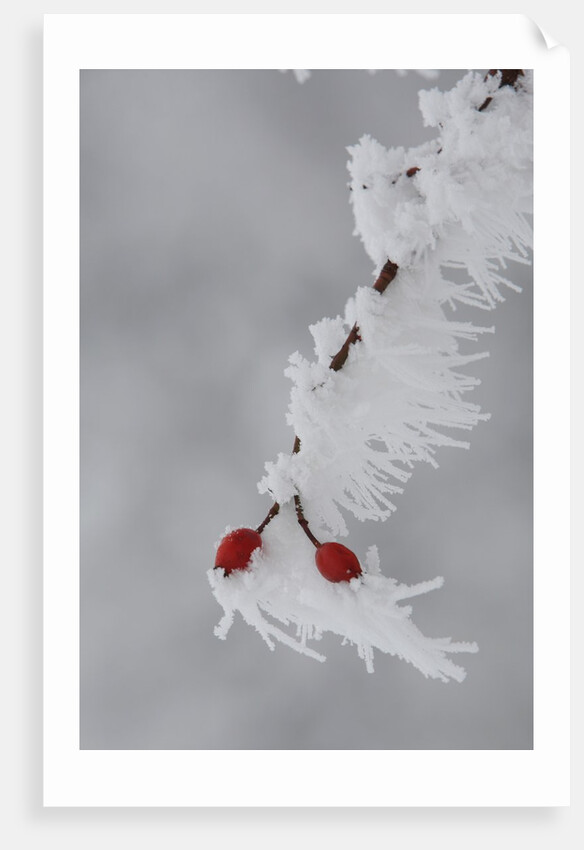 Frost on a twig of dog rose by Anonymous