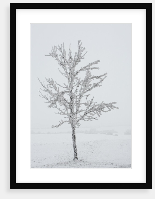 A solitary tree covered with frost in Hungary by Anonymous