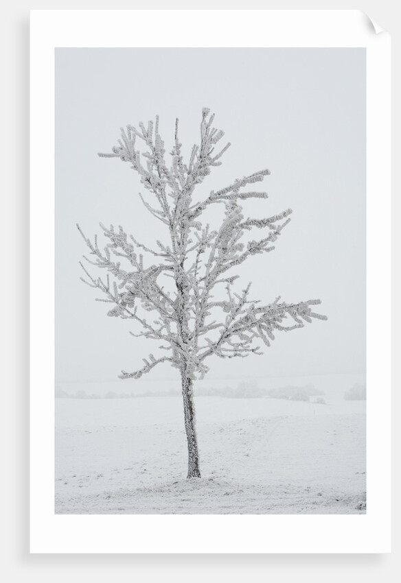 A solitary tree covered with frost in Hungary by Anonymous