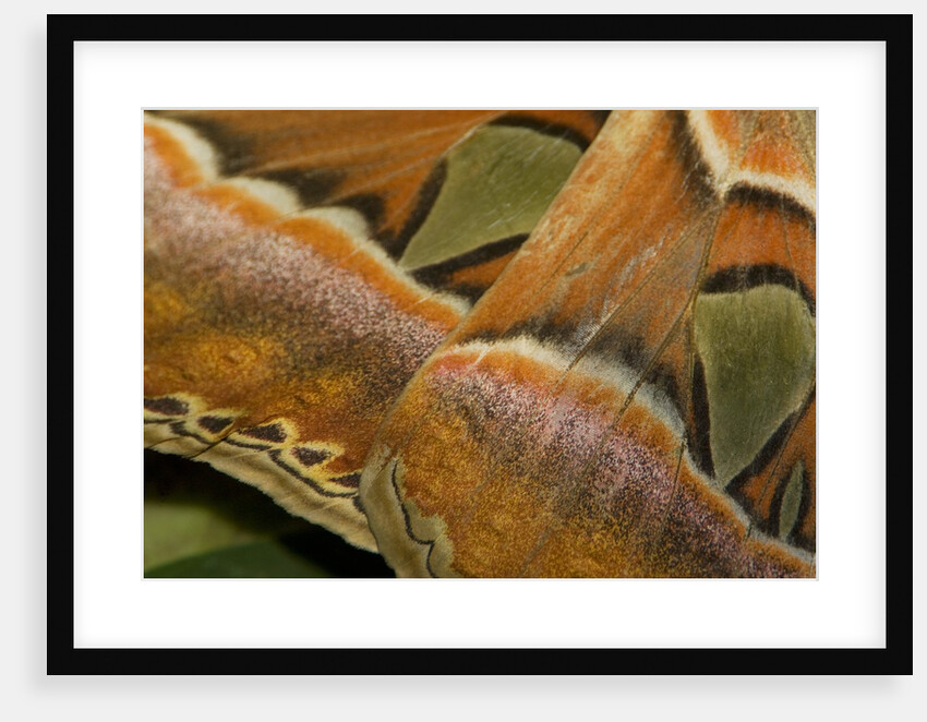 Details of the wings of Atlas moth, which is the largest moth in the world by Anonymous