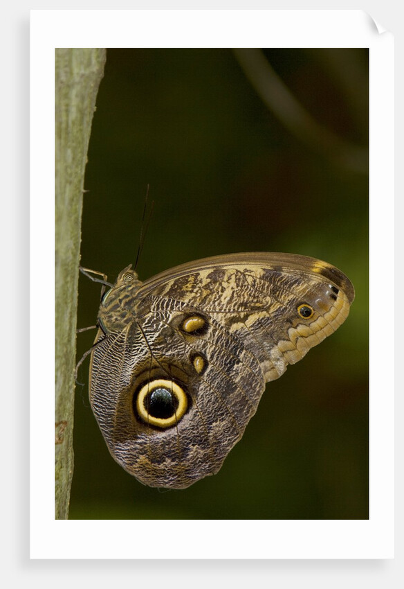 Tropical butterfly resting on a branch. by Anonymous