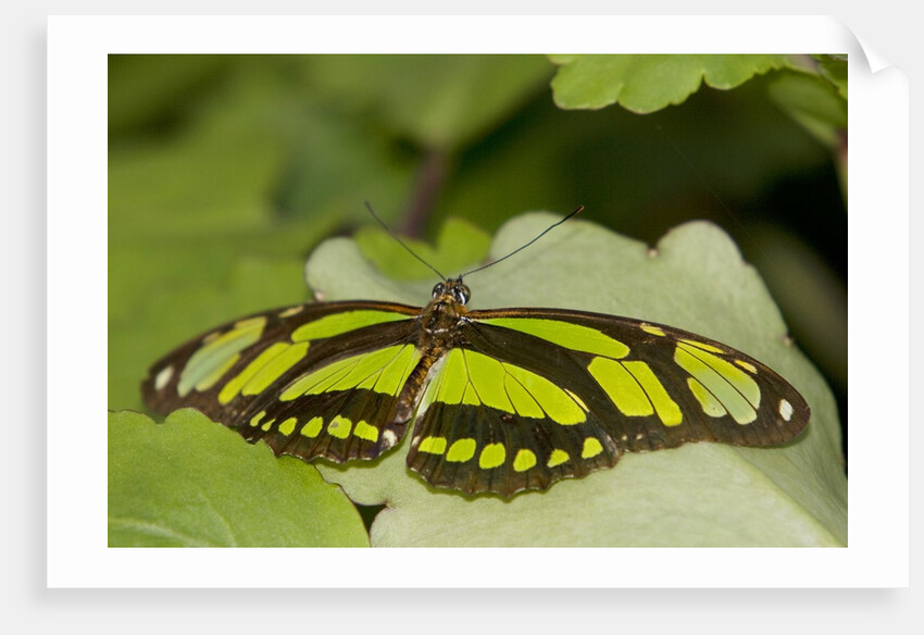 A tropical butterfly perching on a leaf by Anonymous