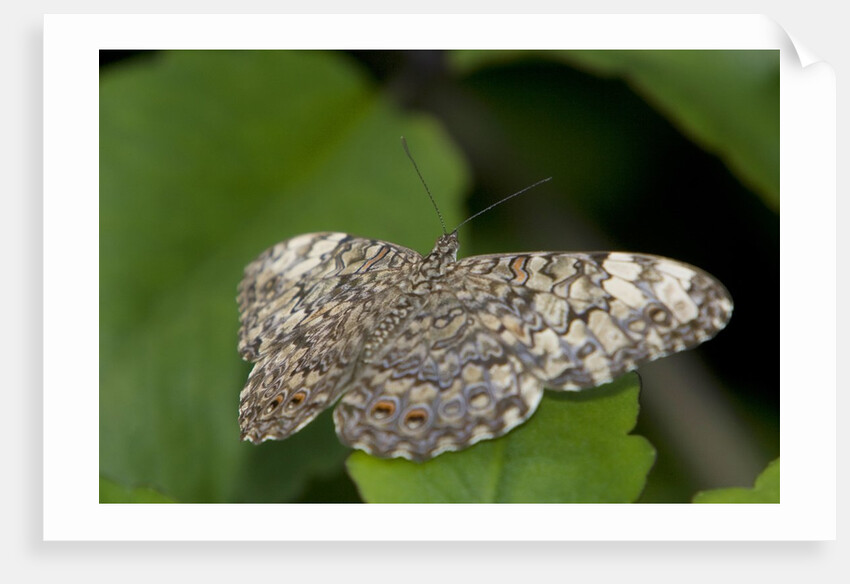 A tropical butterfly perching on a leaf by Anonymous