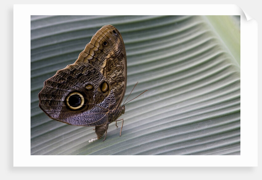 A tropical butterfly laying eggs on a banana leaf. by Anonymous