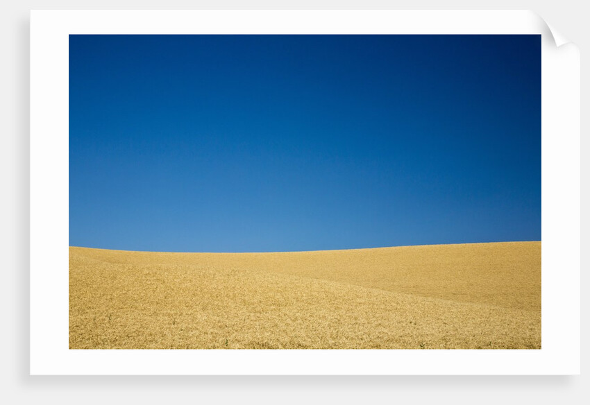 Wheat Field Ready for Harvest with Blue Sky by Anonymous