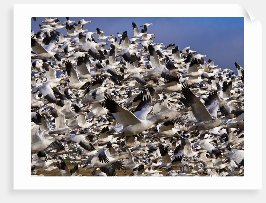 Snow Geese in flight with a bluse sky day by Anonymous