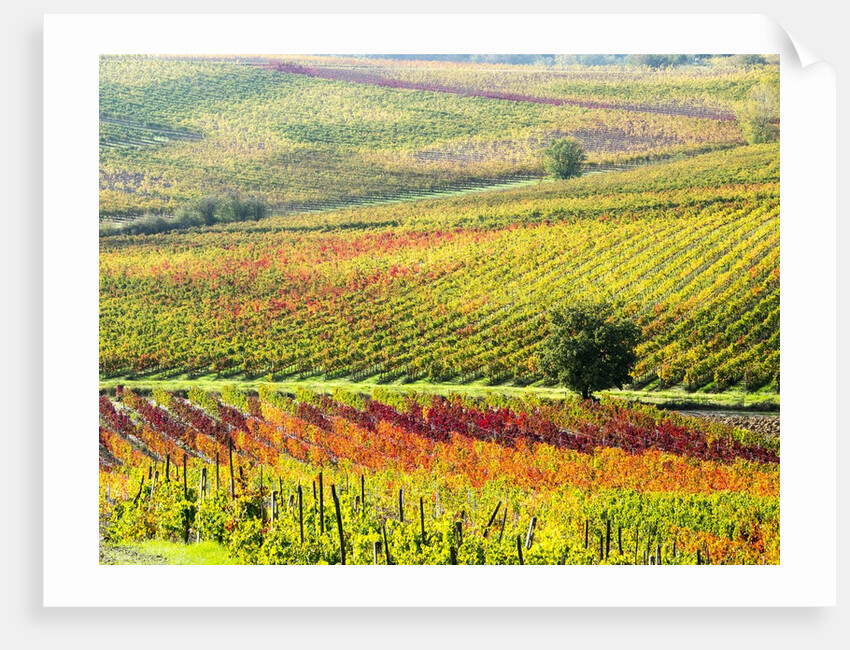 Autumn Vinyards in full color near Montepulciano by Anonymous