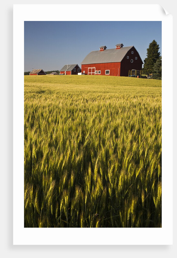 Red Barn in Field of Harvest Wheat by Anonymous