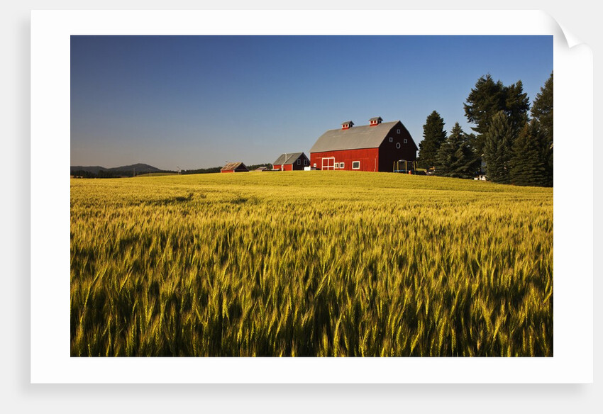 Red Barn in Field of Harvest Wheat by Anonymous