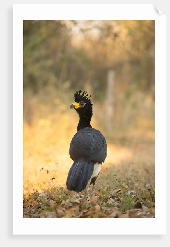 Bare-faced Curassow by Anonymous