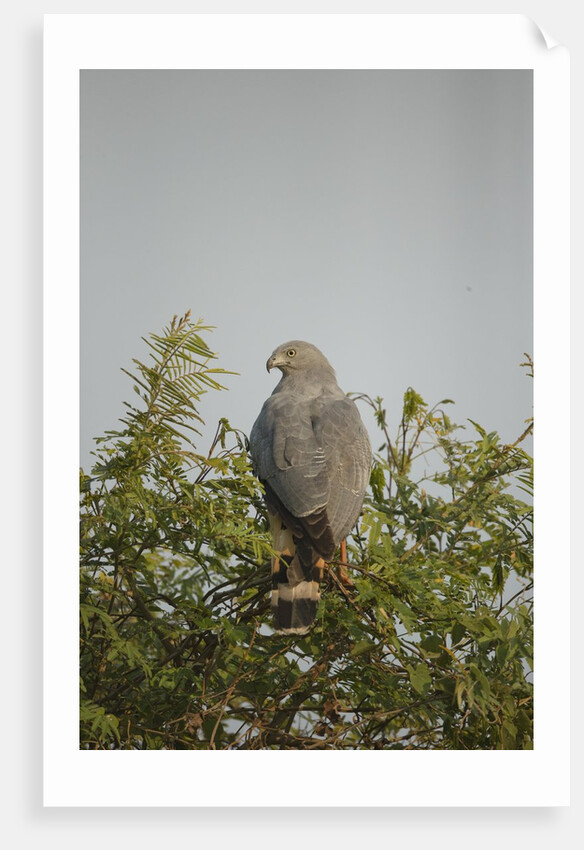 Crane Hawk in Treetop by Anonymous