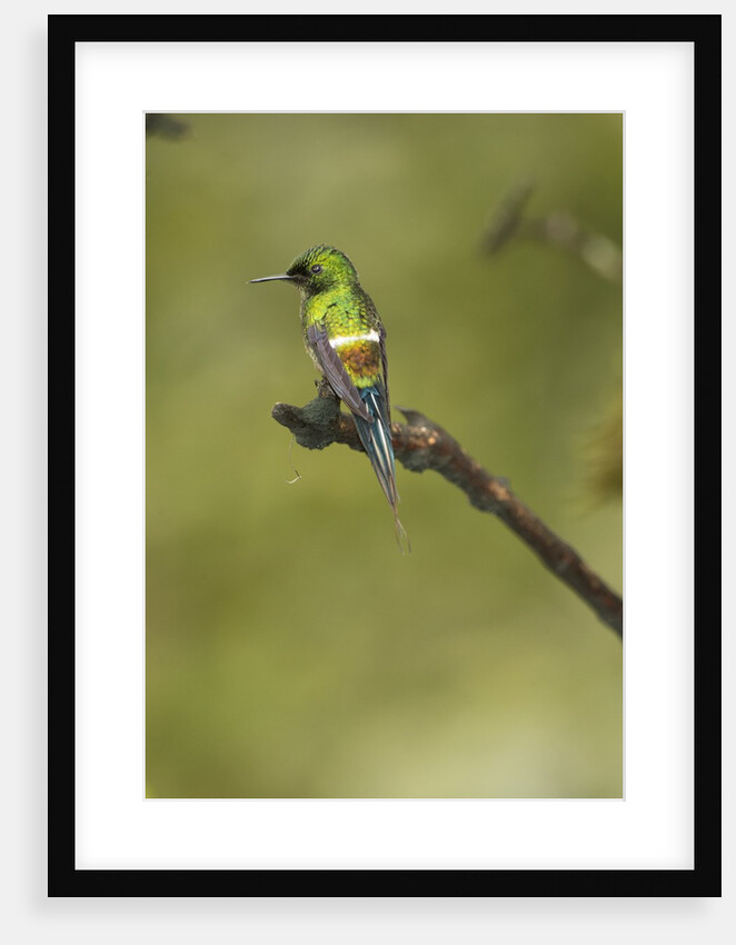 Green Thorntail on Branch by Anonymous