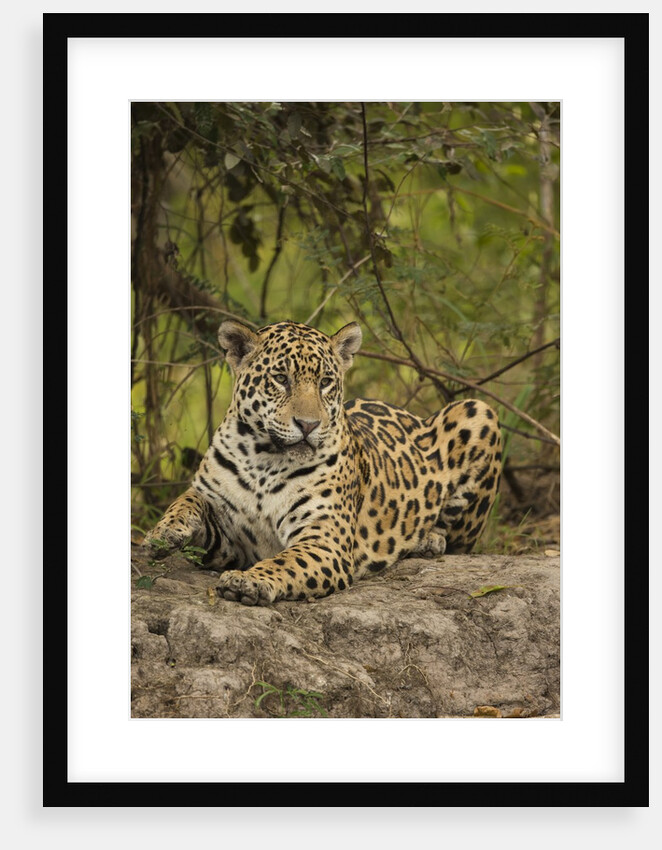 Jaguar Resting on Riverbank by Anonymous