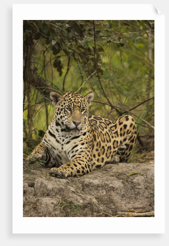 Jaguar Resting on Riverbank by Anonymous