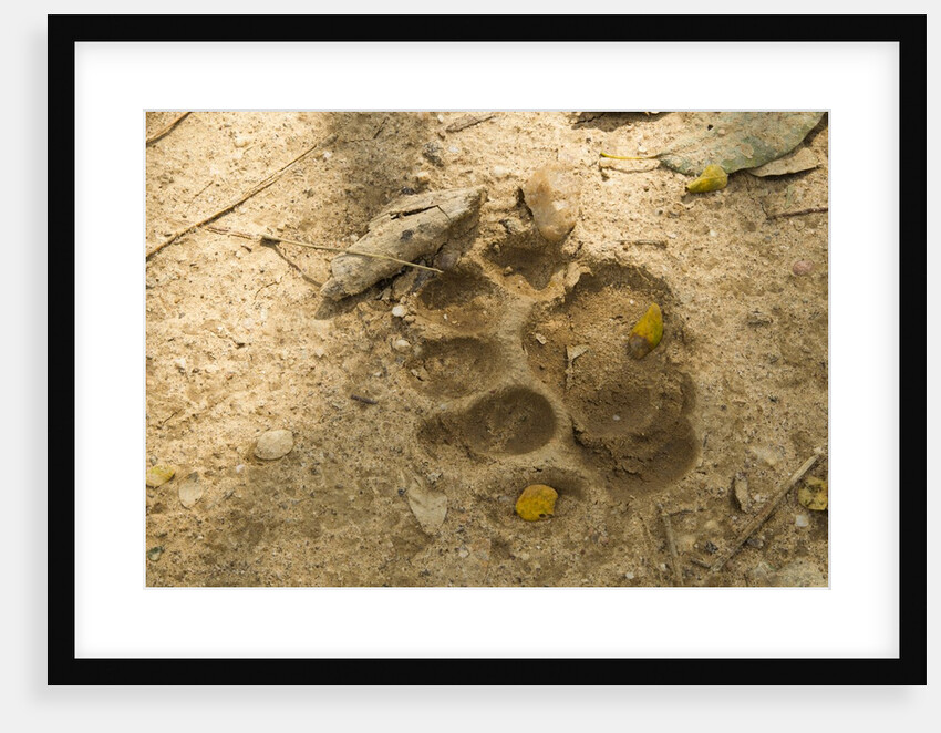Jaguar Track in Sand by Anonymous